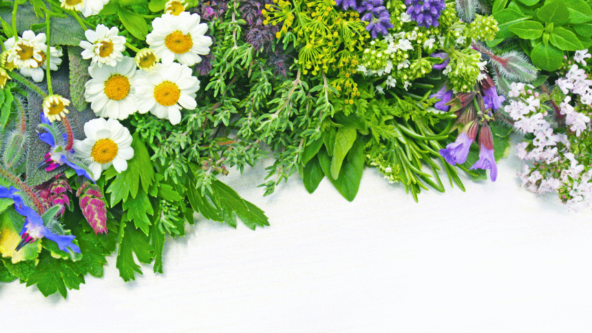 Byliny, které pomáhají s nespavostí.