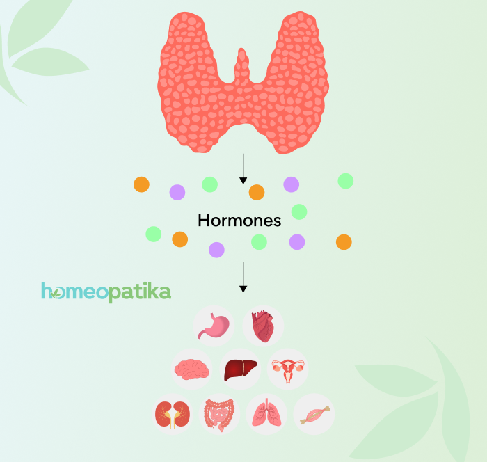  propojení štítné žlázy s játry