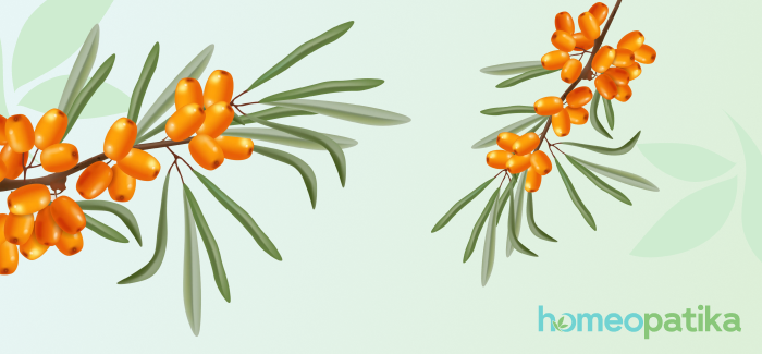  větvička rakytníku