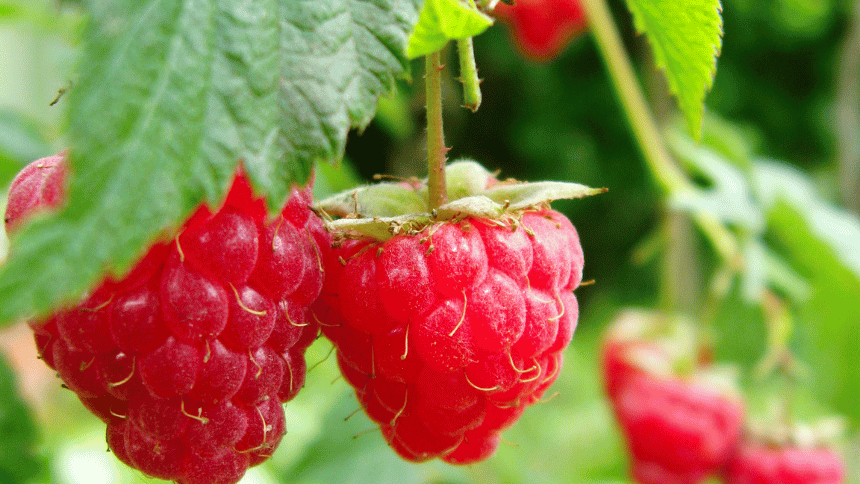 Malina visící na maliníku.