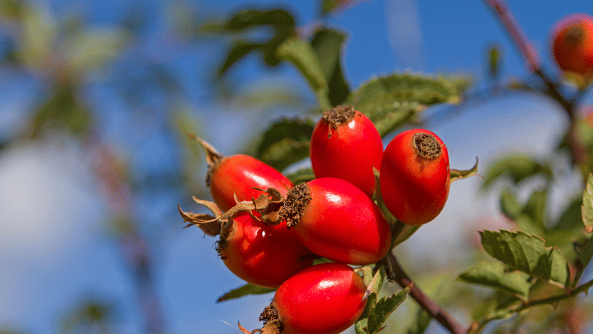 Plody šípku na vtvičce.