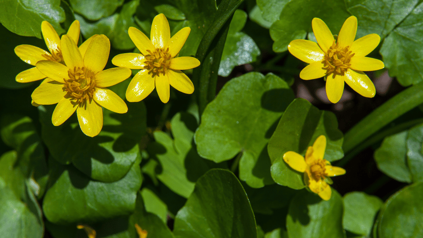 Květ vlaštovičníku.