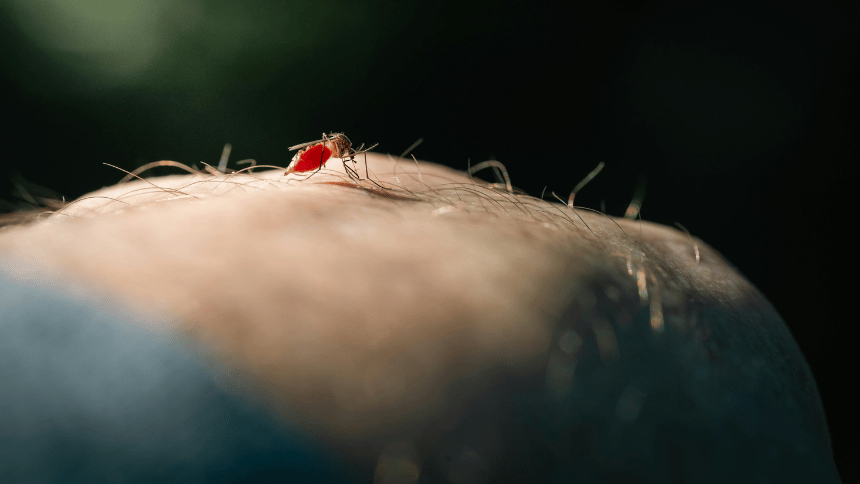 Komár sající krev.