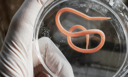 škrkavka ve skleničce.