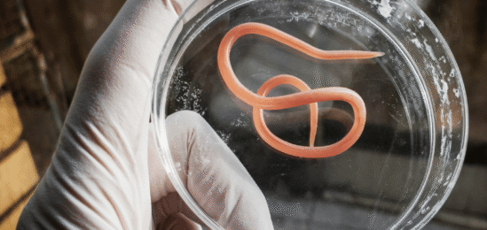 škrkavka ve skleničce.