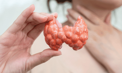 Maketa štítné žlázy.