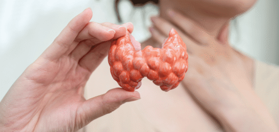 Maketa štítné žlázy.