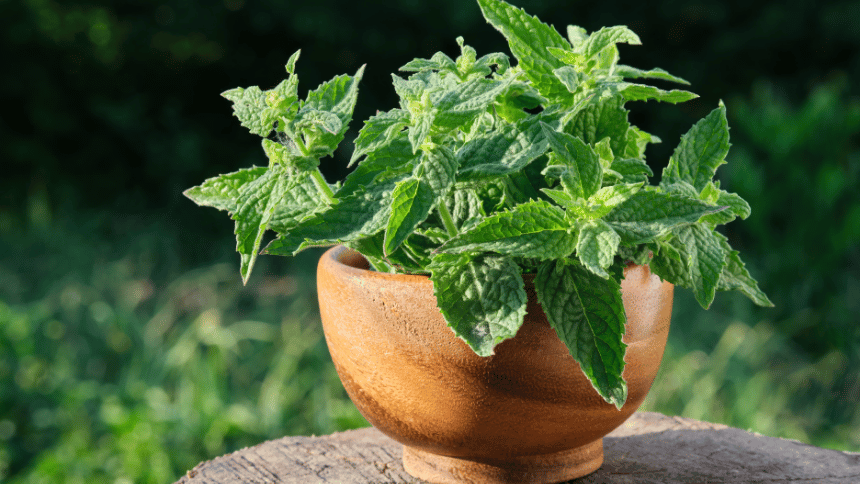 Meduňka v květináči.