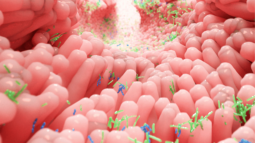 Jak vypadají zdravá střeva.