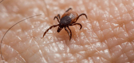 Klíště na kůži.