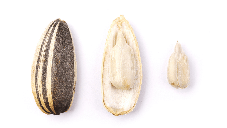 Slunečnicové semínko.