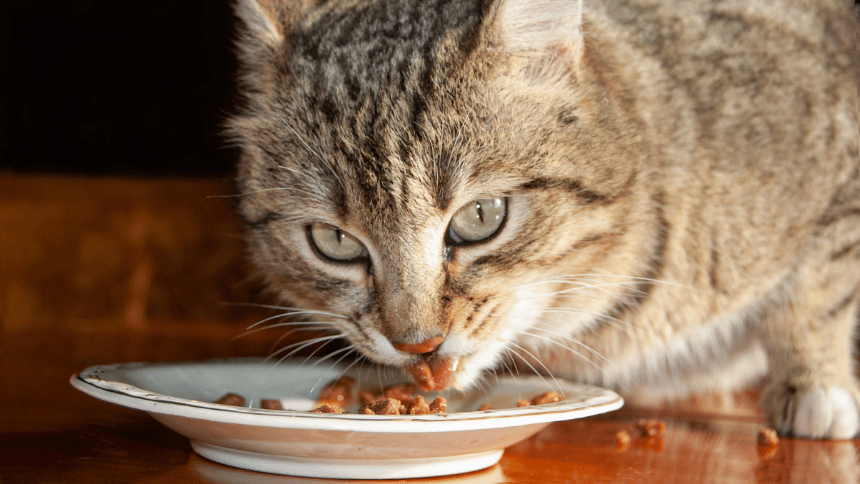 kočka, která žere granule.