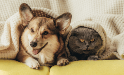 Pes s kočkou na gauči.