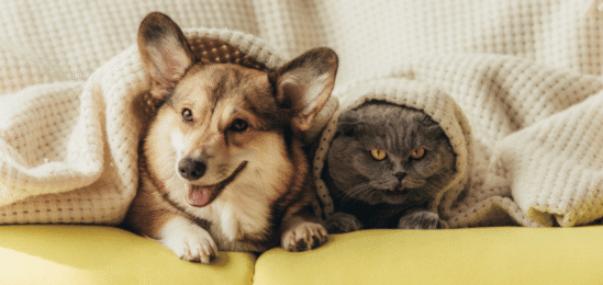 Pes s kočkou na gauči.