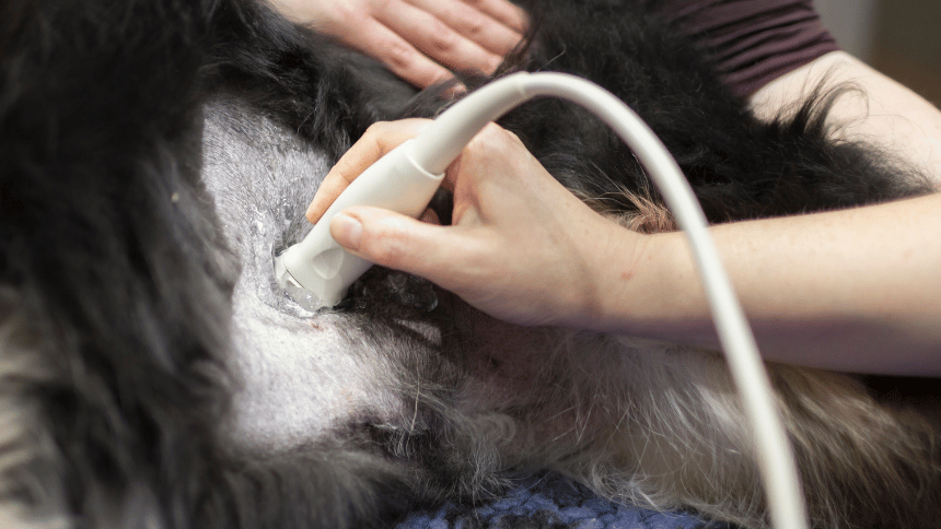 Ultrazvukové vyšetření u veterináře.