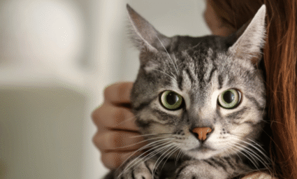 Kočka na rameni majitele.