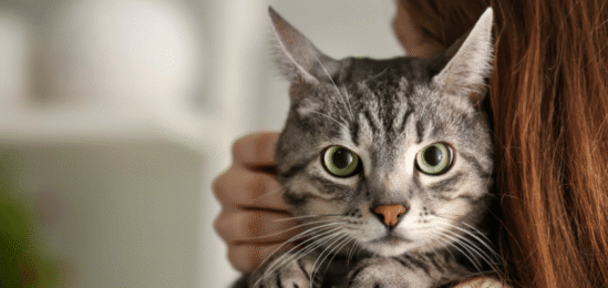 Kočka na rameni majitele.