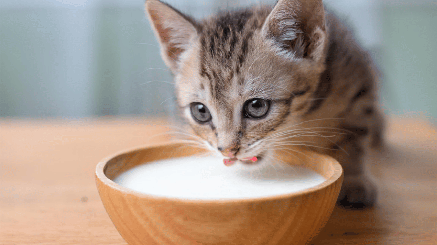 Kotě pijící z misky mléko.