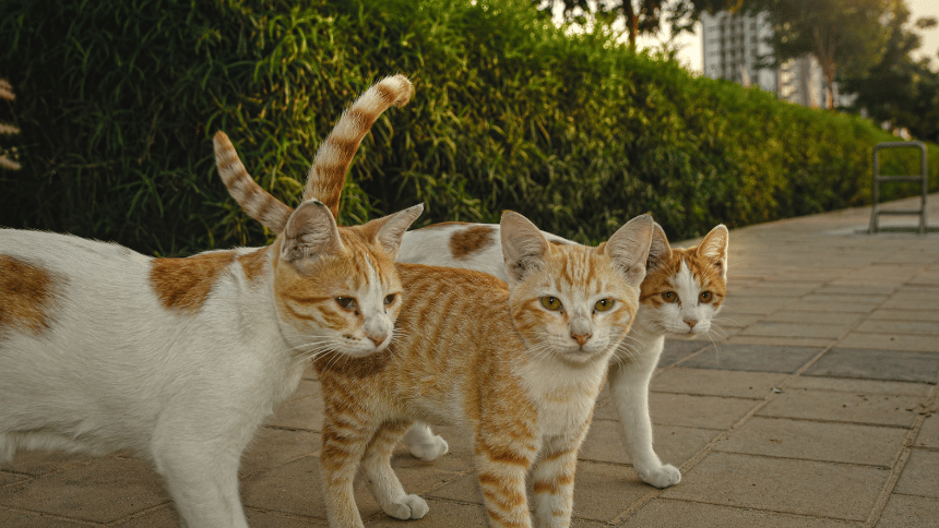 Kočky, které jsou aktivní venku.
