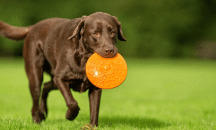 Pes nesoucí si disk.