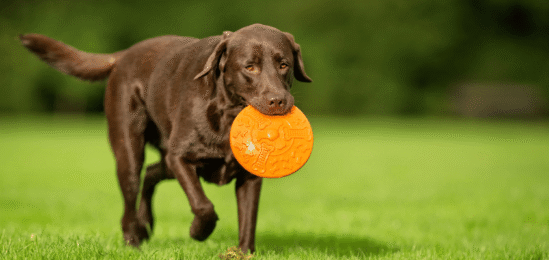 Pes nesoucí si disk.