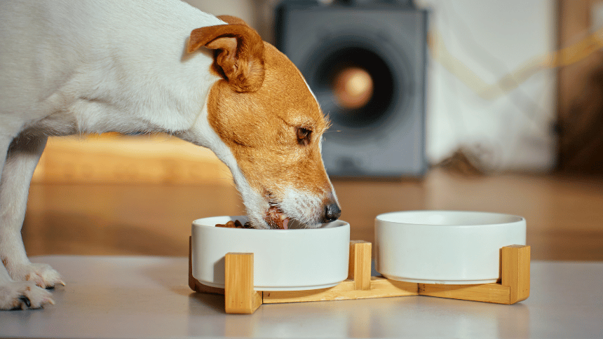 Pes u misky s krmivem.