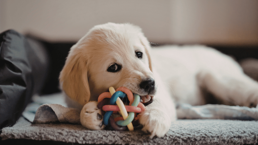 Pes kousající hračku.