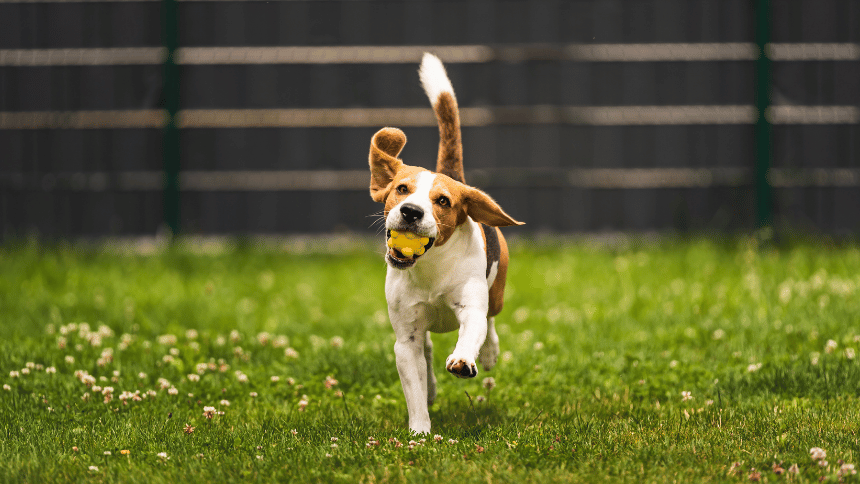 Aktivní pes běhající venku.