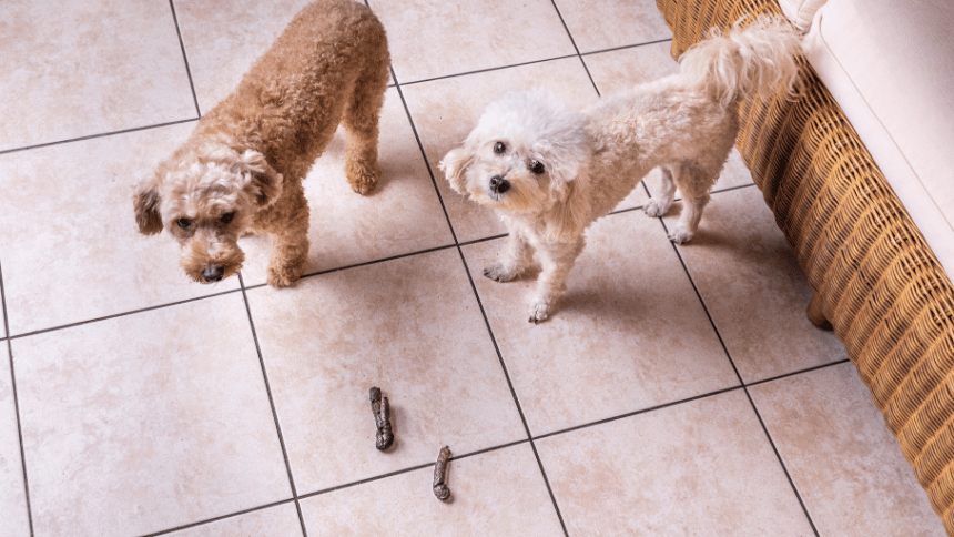 Psí bobky na zahradě.