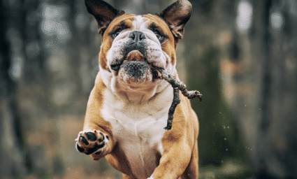 Pes běžící venku.