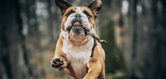 Pes běžící venku.