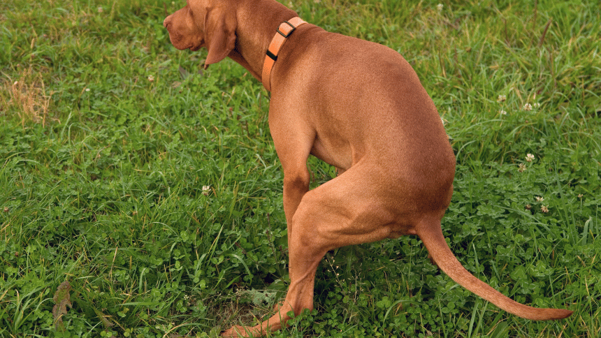 Pes vykonávající potřebu venku na trávníku.