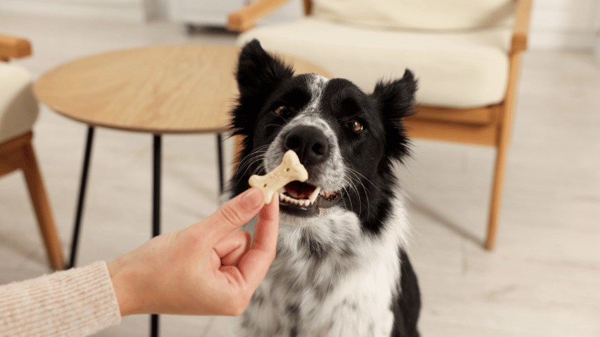 Pes dostávající pamlsek.