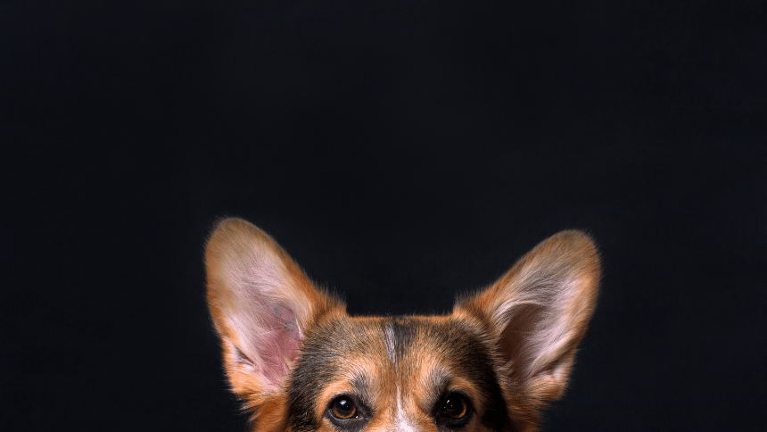 Pes se stojacími ušima.