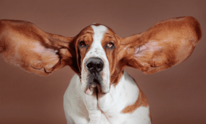 Baset s velkýma ušima.