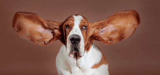 Baset s velkýma ušima.