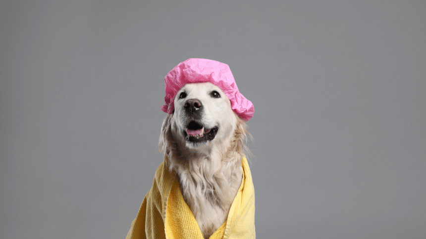 pes s koupací čapkou.