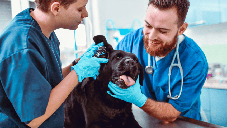 Vyšetření uší u psa.